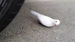 Машина переезжает разные цветные предметы