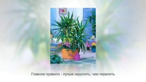 ЮККА - неприхотливое комнатное растение. Рекомендации по уходу