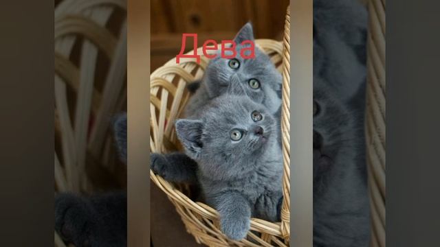 какой ты котик, по знаку зодиака смотреть онлайн