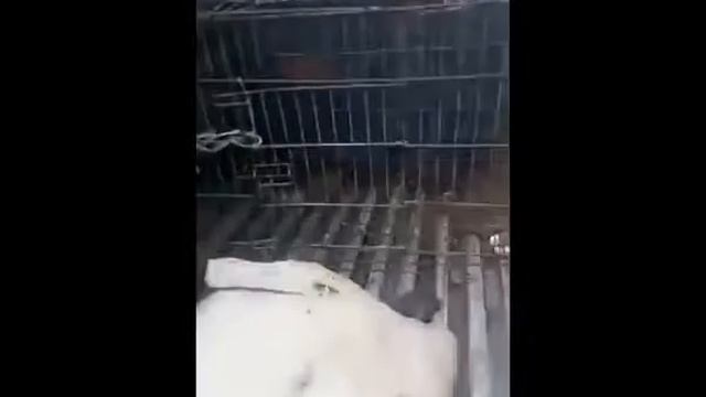 Съемка отлова в Алматы смотреть онлайн