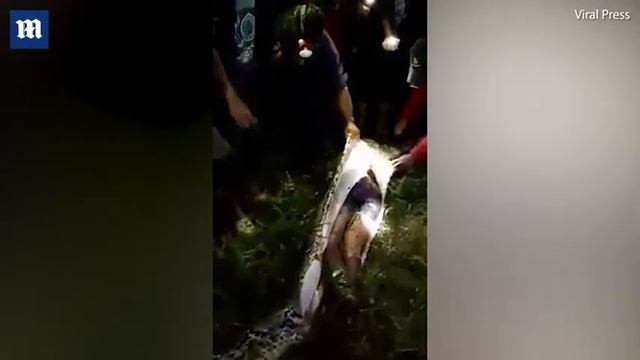 Horrifying moment villagers cut open a giant python and discover their missing friend inside who ha смотреть онлайн