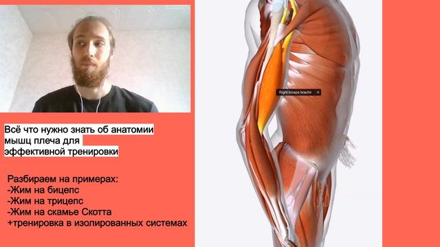Всё что нужно знать об анатомии мышц плеча для эффективной тренировки смотреть онлайн