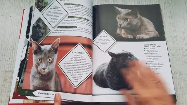 Большая энциклопедия о кошках и собаках смотреть онлайн