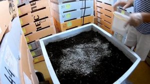 Дендробена. Кормление  отрубями в стадии ферментации.