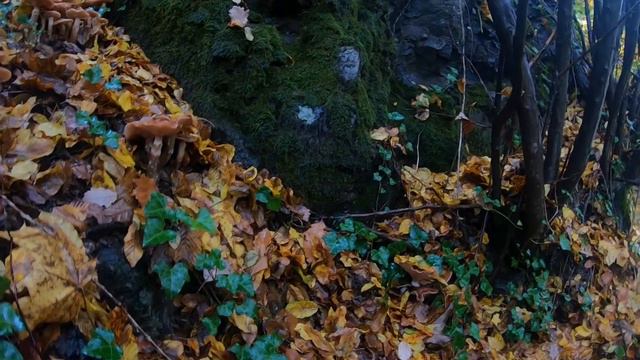 Ночная атака опят. Зашёл ночью в лес. Потерял дар речи и забыл зачем зашёл!!! смотреть онлайн