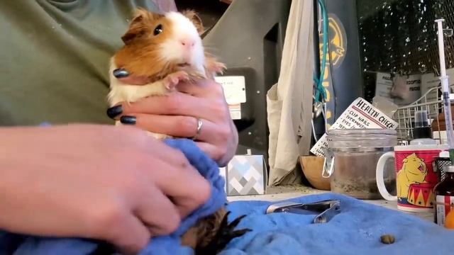Guinea Pig Family Abandoned and Dropped off in a Bird Cage смотреть онлайн