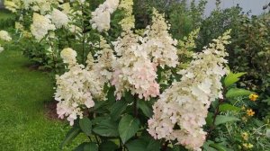 Гортензии в саду. 21 августа.Ленинградская область.