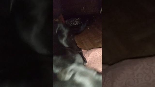 Любимый отдых это сон!