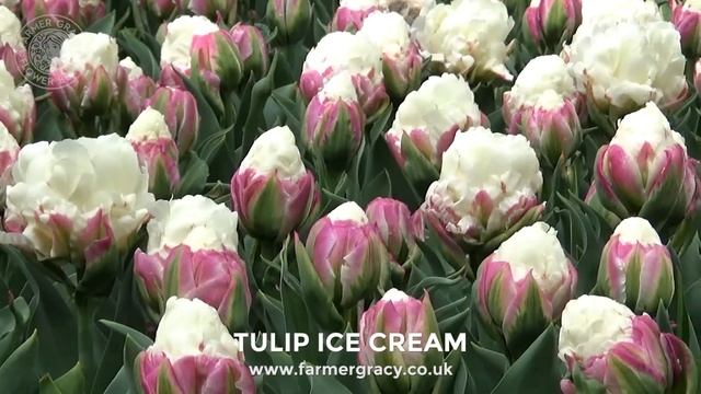 Tulip 'Ice Cream' - FarmerGracy.co.uk смотреть онлайн