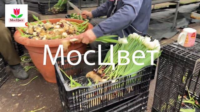 Тюльпаны 2024 смотреть онлайн