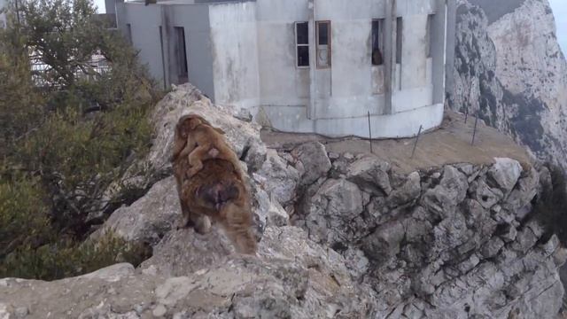 Обезьяны Гибралтара, Gibraltar monkeys смотреть онлайн