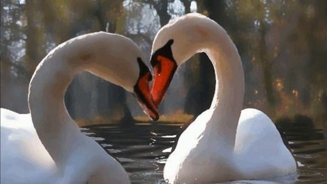 ЛЕБЕДИНАЯ ВЕРНОСТЬ. КАВЕР. ИСП. ЗЛАТА ЛАЗАРЕВА смотреть онлайн