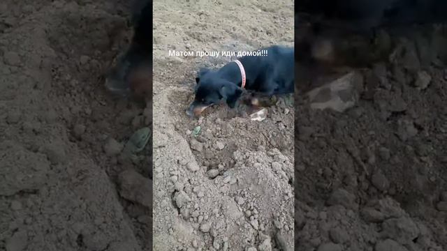 Матом прошу или домой!!! смотреть онлайн