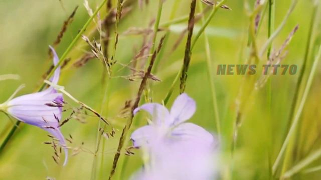 ENG SUB - 167cm#杨紫 被晒合影，顾漫又一部作品影视化，暂定#肖战 #杨紫 出演，#肖战 演技有天赋还不缺乏努力【NEWS TT7004月9日】 смотреть онлайн