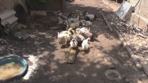 Чем кормить уток. Как сделать корм для уток