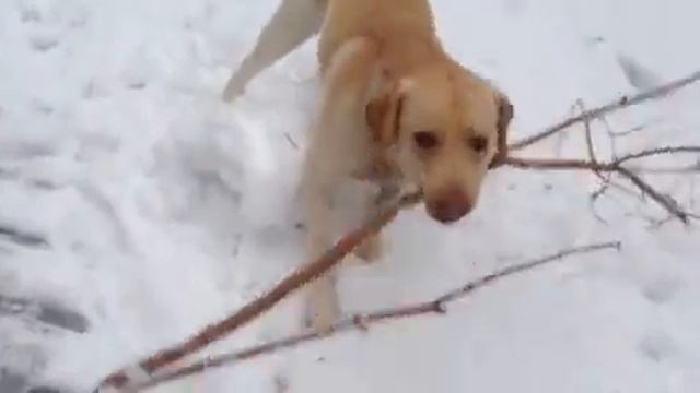 Веселый Лабрадор играет с ребенком и палкой смотреть онлайн