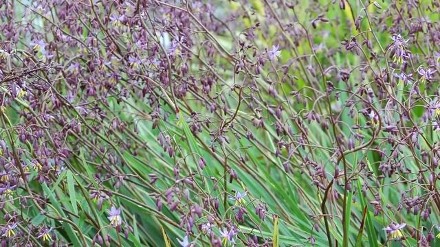 LUCIA™ Dianella is a low growing, fast spreading Dianella | Ozbreed Strappy Leaf Plants Range смотреть онлайн
