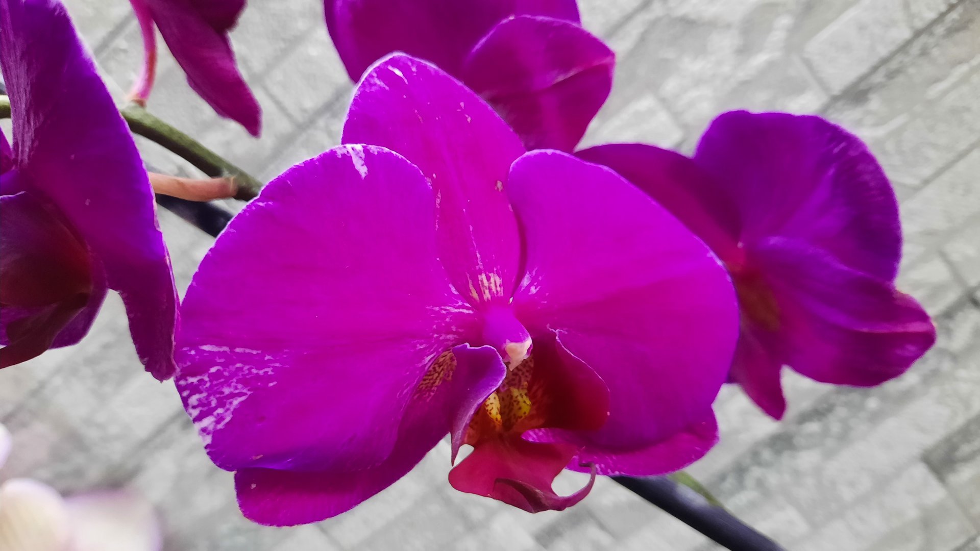 ПОКУПКИ ОРХИДЕЙ //30.05.24// смотреть онлайн