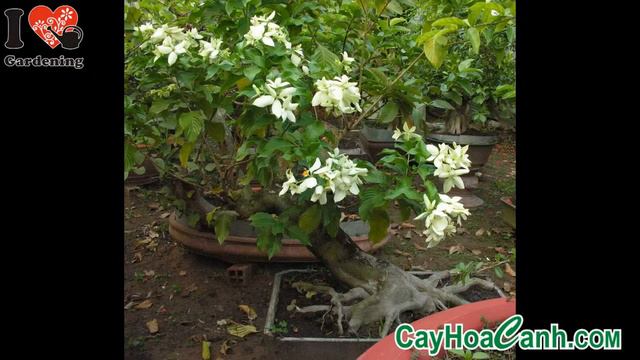 BÁN CÂY BƯỚM BẠC смотреть онлайн