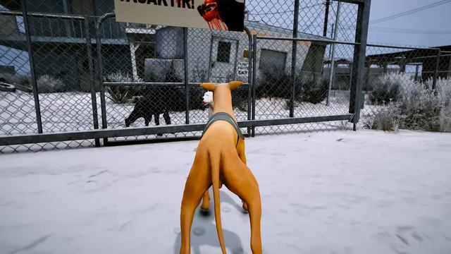 YAVRU PİTBULL AMCASI CANE CORSO HIRÇIN'LA TANIŞIYOR! - GTA 5 смотреть онлайн