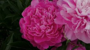 пион Princess Margaret