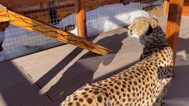 Мы освободили Герду! Гепард без колтунов! смотреть онлайн