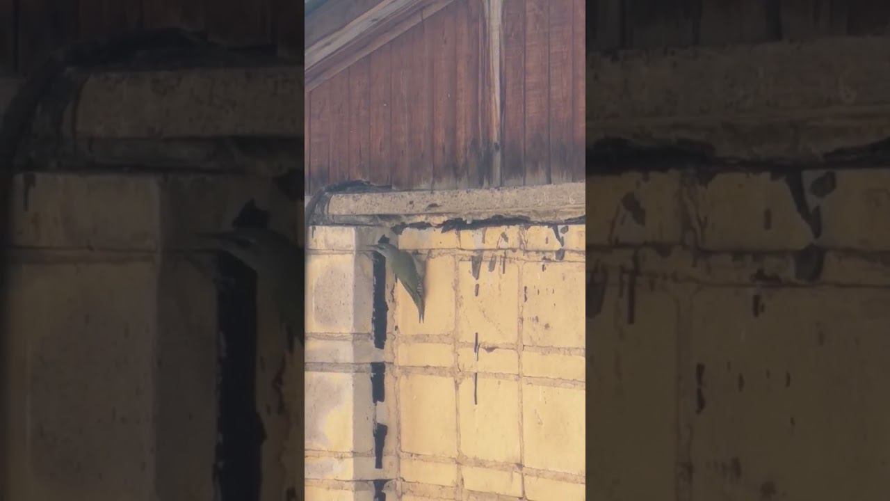 К нам на крышу прилетел зелёный дятел смотреть онлайн