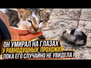 Везла в ВЕТклинику своих подобрышей и увидела умирающего котенка