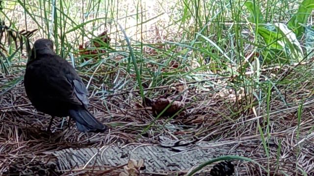 Самочка - Чёрного Европейского Дрозда // Europen blackbird female ( Turdus merula). смотреть онлайн