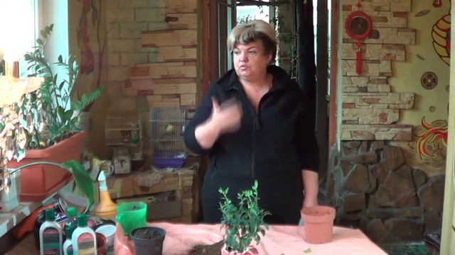 Паслен Перцевидный ( Кубинская Вишня) Неприхотливые Растения Для Начинающих смотреть онлайн