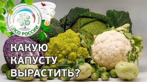 Капуста . Сорта и разновидности капусты.