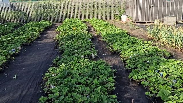 Земляника после плодоношения! Схема подкормок. Омск, 18.07.2023г. смотреть онлайн