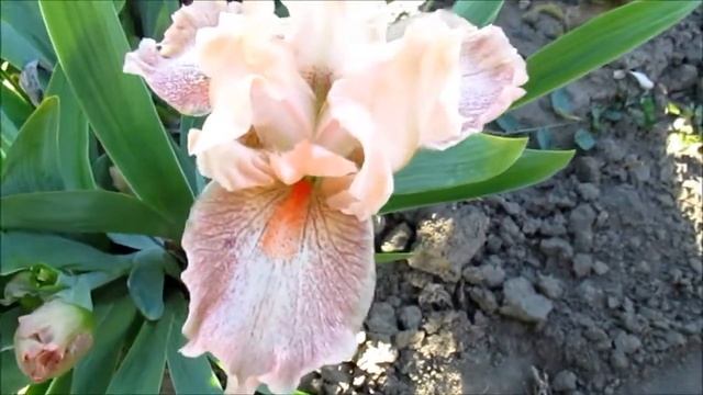 Ирисы карликовые - 3 смотреть онлайн