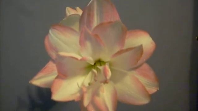 Blossom Peacock Amaryllis Hippeastrum смотреть онлайн