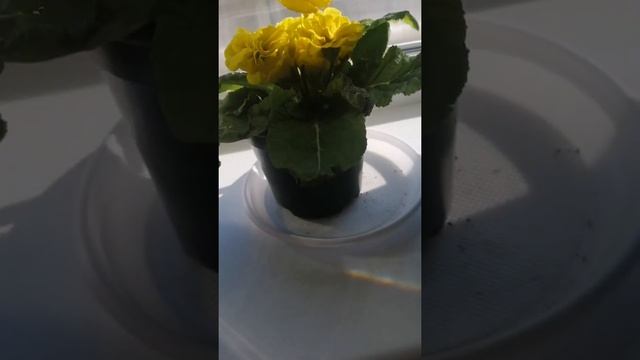 Примула в марте. Как ухаживать за примулой до посадки на клумбу. смотреть онлайн