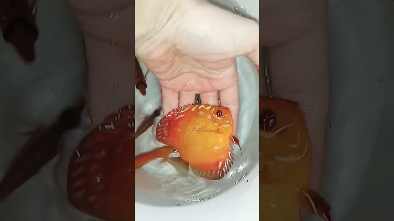 Дискусы в Кущёвскую с подарками смотреть онлайн