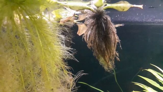 2 месяца спустя после запуска 500 литрового аквариума неоны и микрорасборы галактик смотреть онлайн