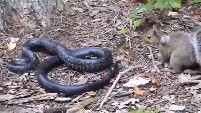 Игра со смертью. смотреть онлайн