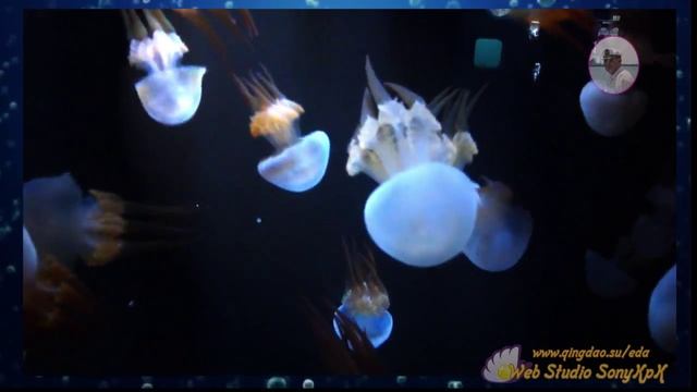 Белые медузы.Танец белых медуз смотреть онлайн