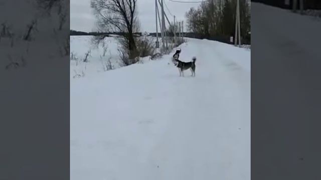Снегоход своими руками, за две недели. смотреть онлайн
