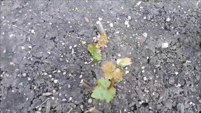 Профилактика хлороза винограда смотреть онлайн