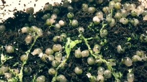 Как и чем кормить маленьких улиток ахатин в домашних условиях