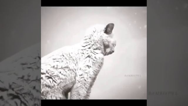 Бездомные животные Россия