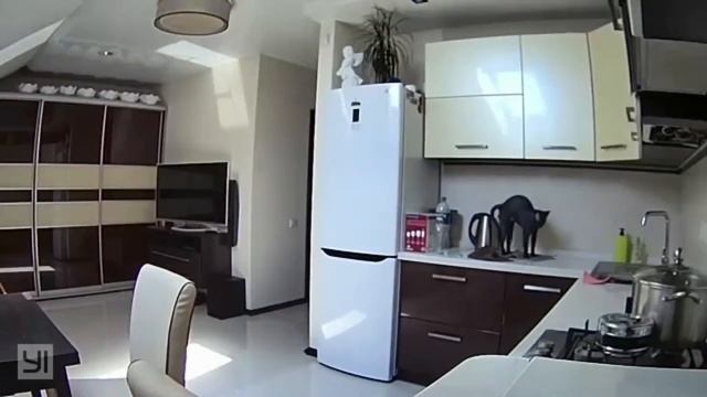 Что делают коты когда нас нет дома смотреть онлайн