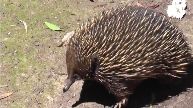 Australian wildlife: cute Ekidna! смотреть онлайн