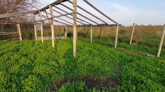 КАНЕ КОРСО. КУПИРОВАНИЕ.ОБРАБОТКА УШЕЙ.кане корсо кане #купированиеушей смотреть онлайн