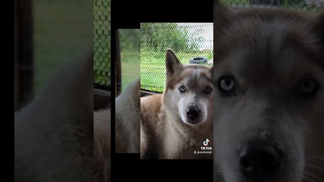 Самые красивые и чистые глаза у хаски? смотреть онлайн