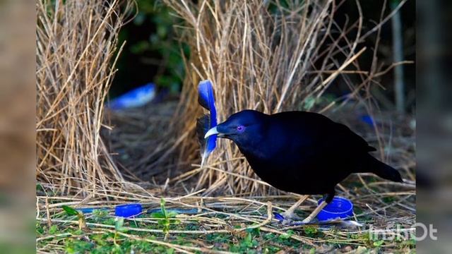 Шалашник смотреть онлайн