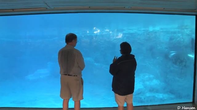 Океанариум Касатка в аквариуме смотреть онлайн