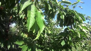 Дегустация черешни Лапинс, Тютчевка, Сильвия, Франц Иосиф